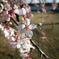 cherry blossom in spring, close-up of the flower photo