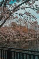 beautiful pink sakura cherry blossom flowers blooming in the garden in spring photo