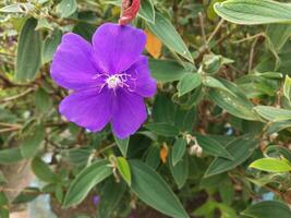 flower in the garden on sunny day. Selective focus. Botanical shot photo