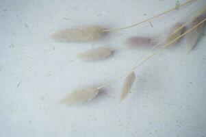 beautiful bunny tail on a grey background for copy space or background photo