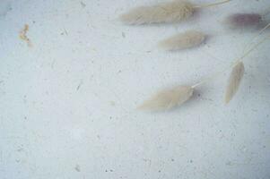 beautiful bunny tail on a grey background for copy space or background photo