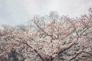 beautiful pink sakura cherry blossom flowers blooming in the garden in spring photo