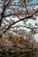 hermosa rosado sakura Cereza florecer flores floreciente en el jardín en primavera foto