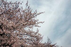 beautiful pink sakura cherry blossom flowers blooming in the garden in spring photo