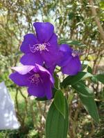 flor en el jardín en soleado día. selectivo enfocar. botánico Disparo foto