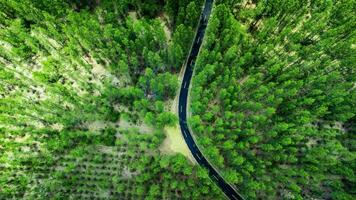 high angle shot Aerial view of pine forest and road photo