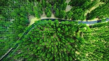 alto ángulo Disparo aéreo ver de pino bosque y la carretera foto