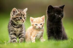 Three playful kittens friendly sitting and standing next to each other on the grass in the garden. photo