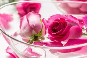 Pink roses and petals in bowl with pure water. Spa and wellness concept photo