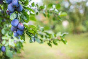 Fresco azul ciruelas en un rama en jardín foto