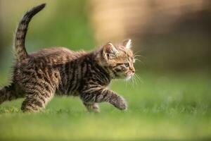 adorable y curioso pequeño atigrado gatito vigorosamente jugando en el jardín en el césped foto