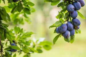 Fresco azul ciruelas en un rama en jardín foto