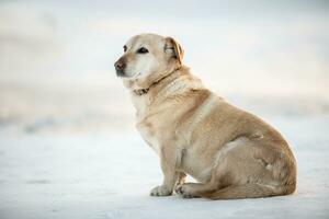 abandonado antiguo perro se sienta en blanco nieve esperando para su propietario a regreso foto
