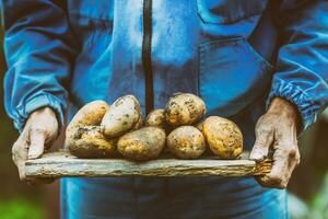 Old hand of farmer holding fresh organic potatoes photo