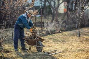 A retired gardener puts the roots of a fruit tree on a wheelbarrow photo