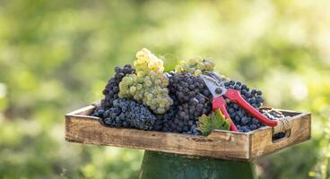 Different varieties of grapes freshly picked in a wooden box placed in a vineyard photo