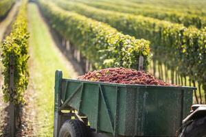 uvas son escogido arriba a viñedo y transportado por un tractor a lagar para más lejos Procesando dentro un vino foto