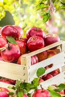 Fresh ripe red apples in wooden crate on garden table photo