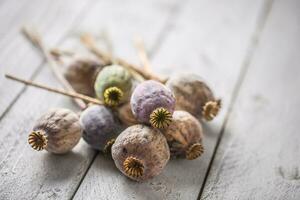 Poppy heads freely lying on a wooden board. photo