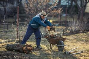 A retired gardener puts the roots of a fruit tree on a wheelbarrow photo