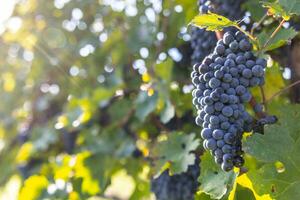 racimos de cabernet Sauvignon uvas madurado antes de cosecha foto