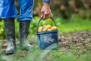 Farmer holding blue bucket with fresh organic potatoes. photo