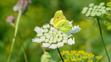 amarillo azufre mariposa sentado en un blanco salvaje Zanahoria flor en un verde prado. ai generativo. foto