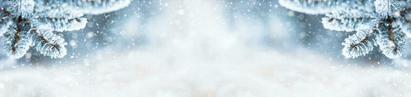 Pine tree branches covered frost in snowy atmosphere. Winter panoramic banner with snowy pine branches photo