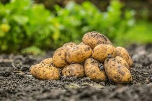 Fresh potatoes which are free lying on the soil. photo