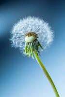 Close-up of dandelion seeds as art blue background photo