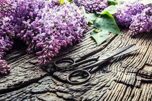 ramo de flores de púrpura lila y antiguo tijeras en antiguo de madera mesa foto