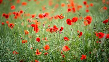 Close-up wild poppy flowers in a field photo