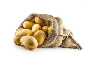 New potatoes in burlap sack isolated on white. photo