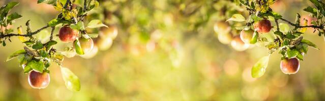 Ripe apples on the branches of an apple-tree. The concept of harvesting apples. photo