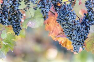 azul racimos de uvas de el alibernet variedad en el viñedo foto