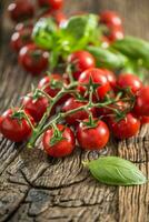 Fresh bunch of ripe tomatoes with basil leaves on old oak table photo