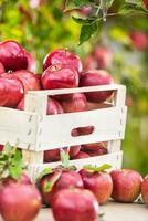 Fresh ripe red apples in wooden crate on garden table photo