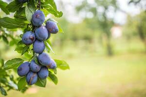 Fresco azul ciruelas en un rama en jardín foto