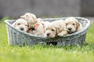 While two puppies in backround are playing game the front ones are trying to jump out of the basket photo