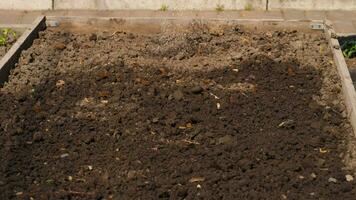 jardineiro rega seco solo dentro uma vegetal jardim. irrigação do a solo antes e depois de semeadura sementes video