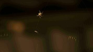 Spider hangs on web on blurred background, slowly wiggles its paws. View macro spider on wildlife video