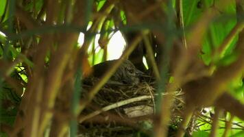 pássaro incubação ovos dentro pássaro ninho em uma árvore dentro uma natureza selvagem. pássaro mãe dentro a ninho e Está bebês video