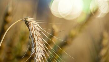 Concept of abundance and harvest, bread and ears of wheat. photo