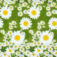 AI generate Floral seamless pattern Digital print Pattern Design textile Digital print vector