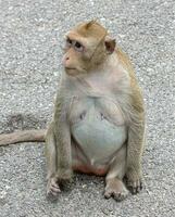 macaque monkey portrait , which name is long tailed, crab-eating or cynomolgus macaque monkey on road photo