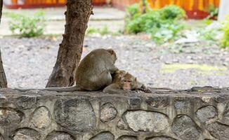 macaque monkey portrait , which name is long tailed, crab-eating or cynomolgus macaque monkey on road photo