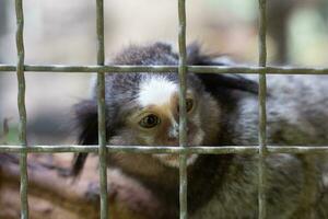 Marmosets in the zoo convey a call to animal protection. photo