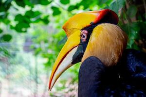 Hornbill close-up shot, in the zoo, the eyes of the hornbill photo