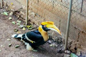 Hornbill close-up shot, in the zoo, the eyes of the hornbill photo