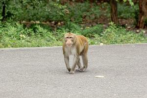 macaque monkey portrait , which name is long tailed, crab-eating or cynomolgus macaque monkey on road photo